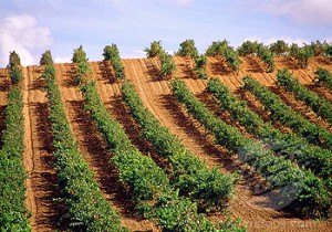 Vineyards in Rueda, Valladolid province, Castile Leon, Spain